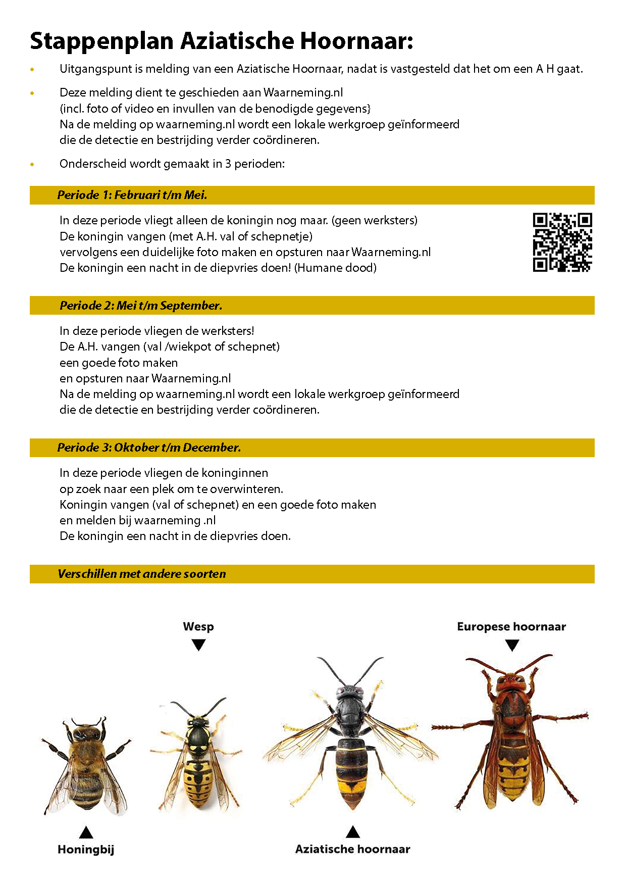 StappenplanAziatischeHoornaar2